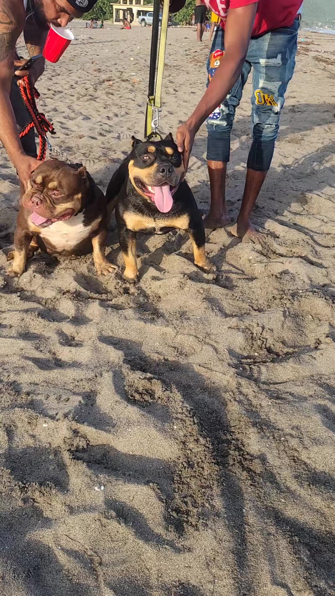 @machinesquad kennel