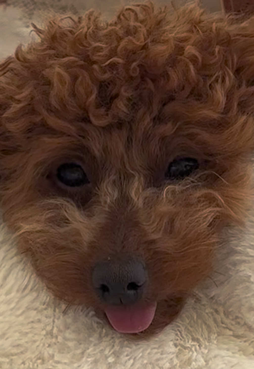 @peppermytoypoodle