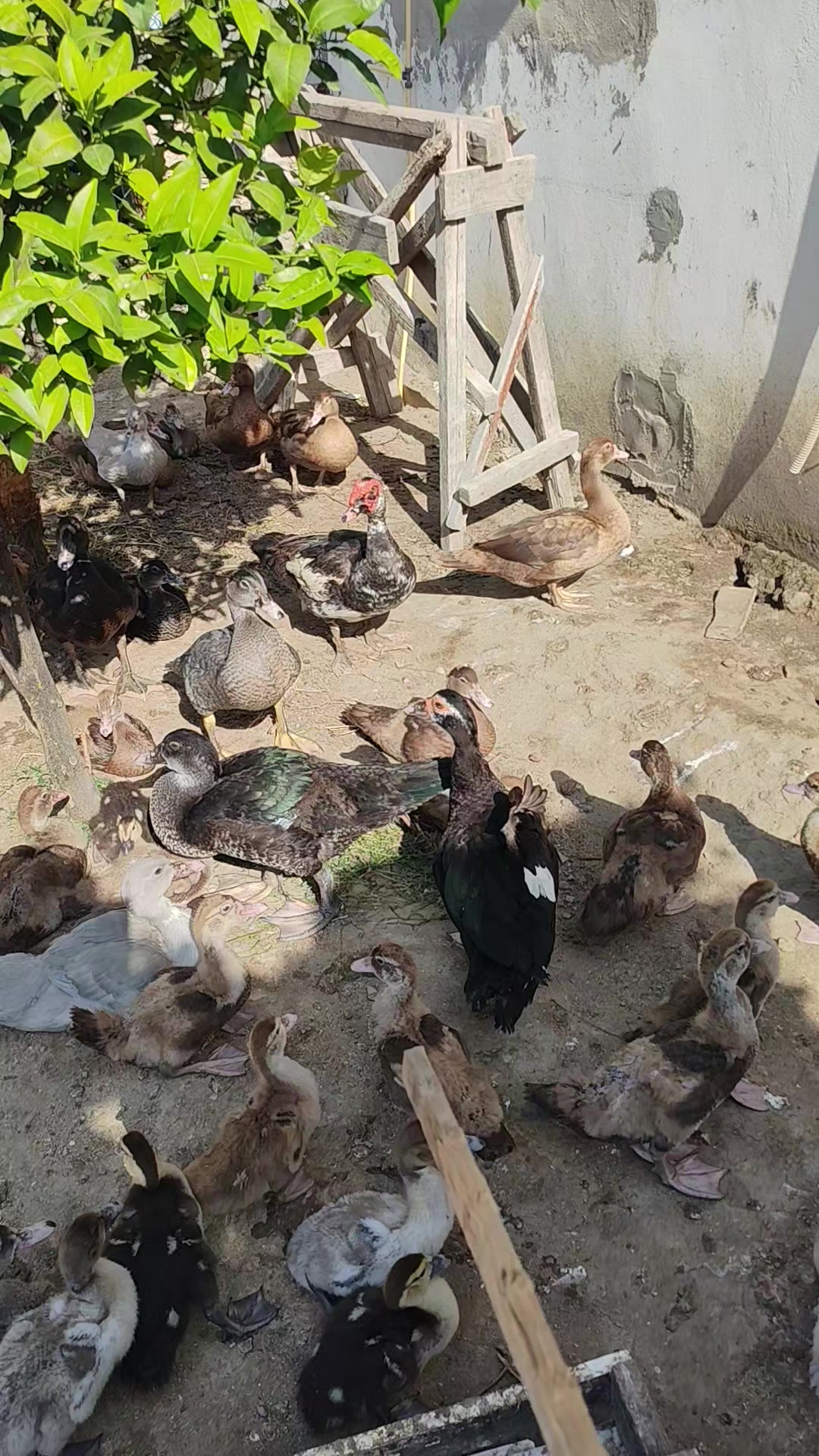 @MAŞTAĞA_QUŞCULUĞ