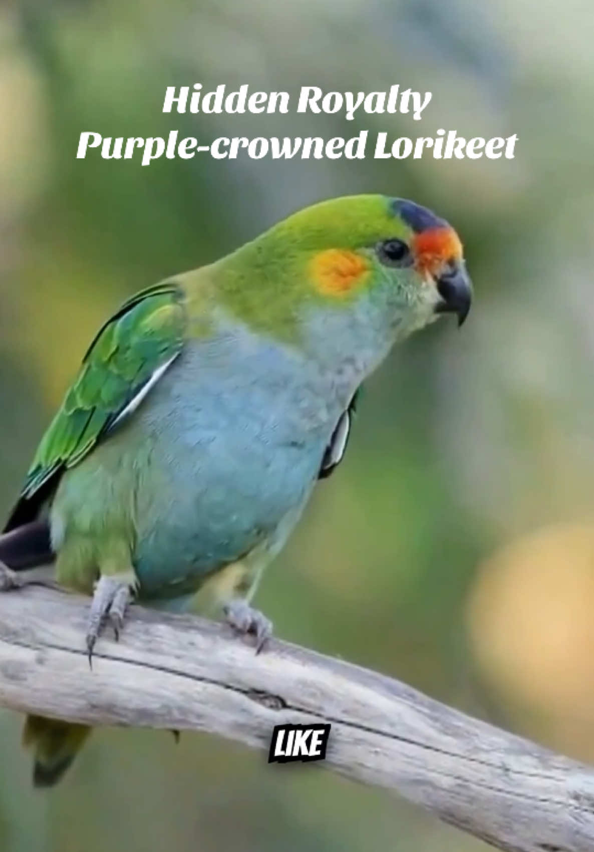 @Unique Bird Facts