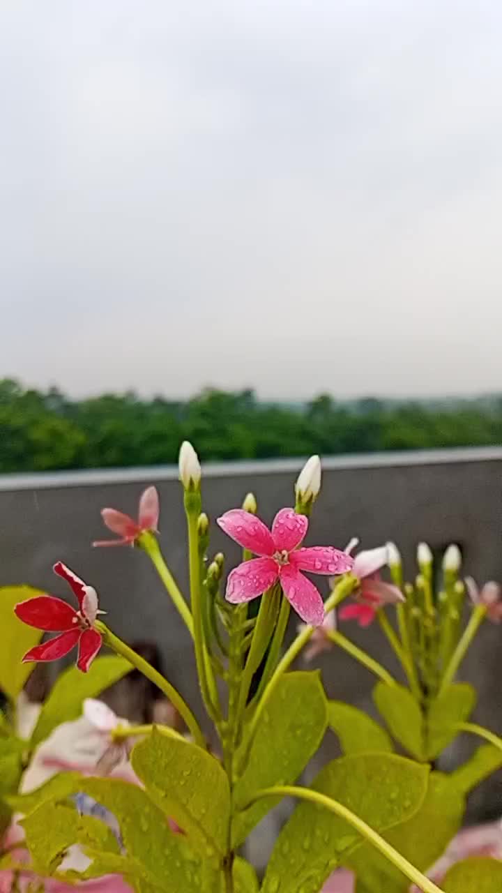 @মোহনা 🦋