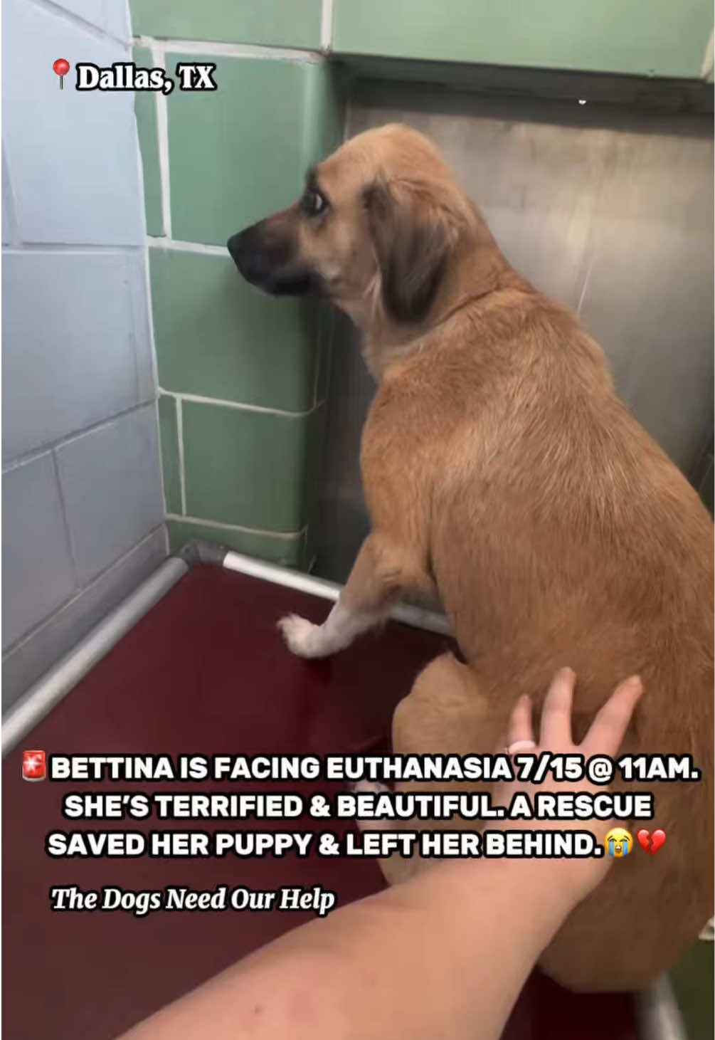 @The Dogs Need Our Help
