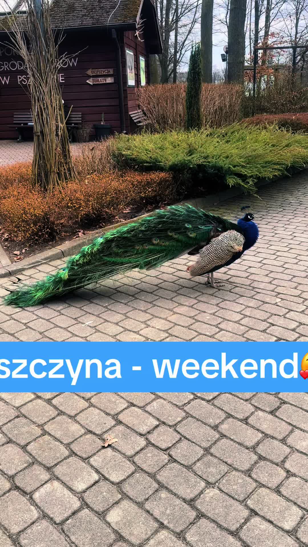 @helendoronchrzanow