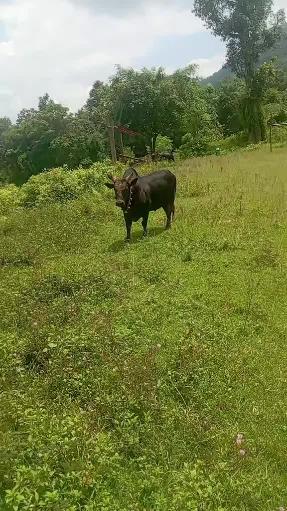 @Tanahun tiger