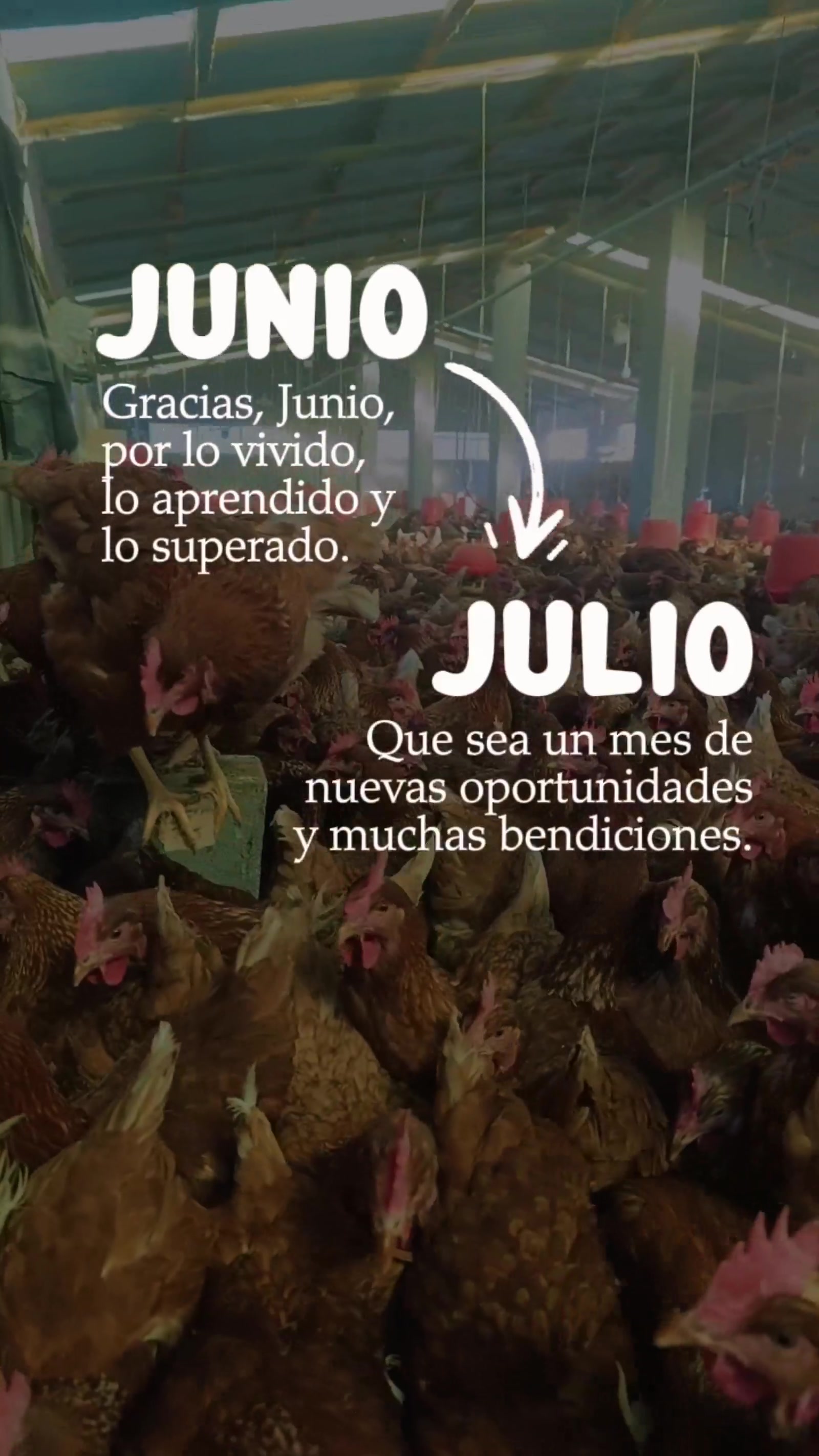 @HUEVOS DE CORRAL JULIACA