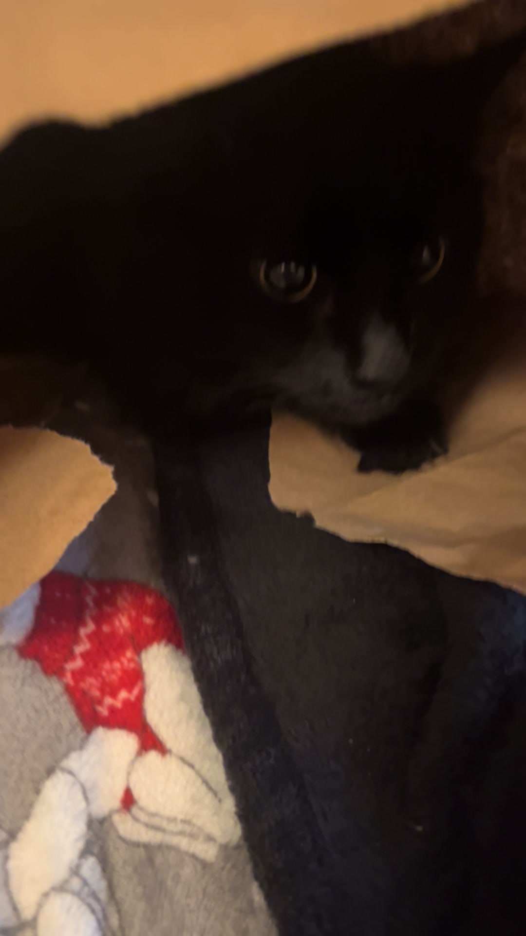 @NICO NATION 🐈⬛