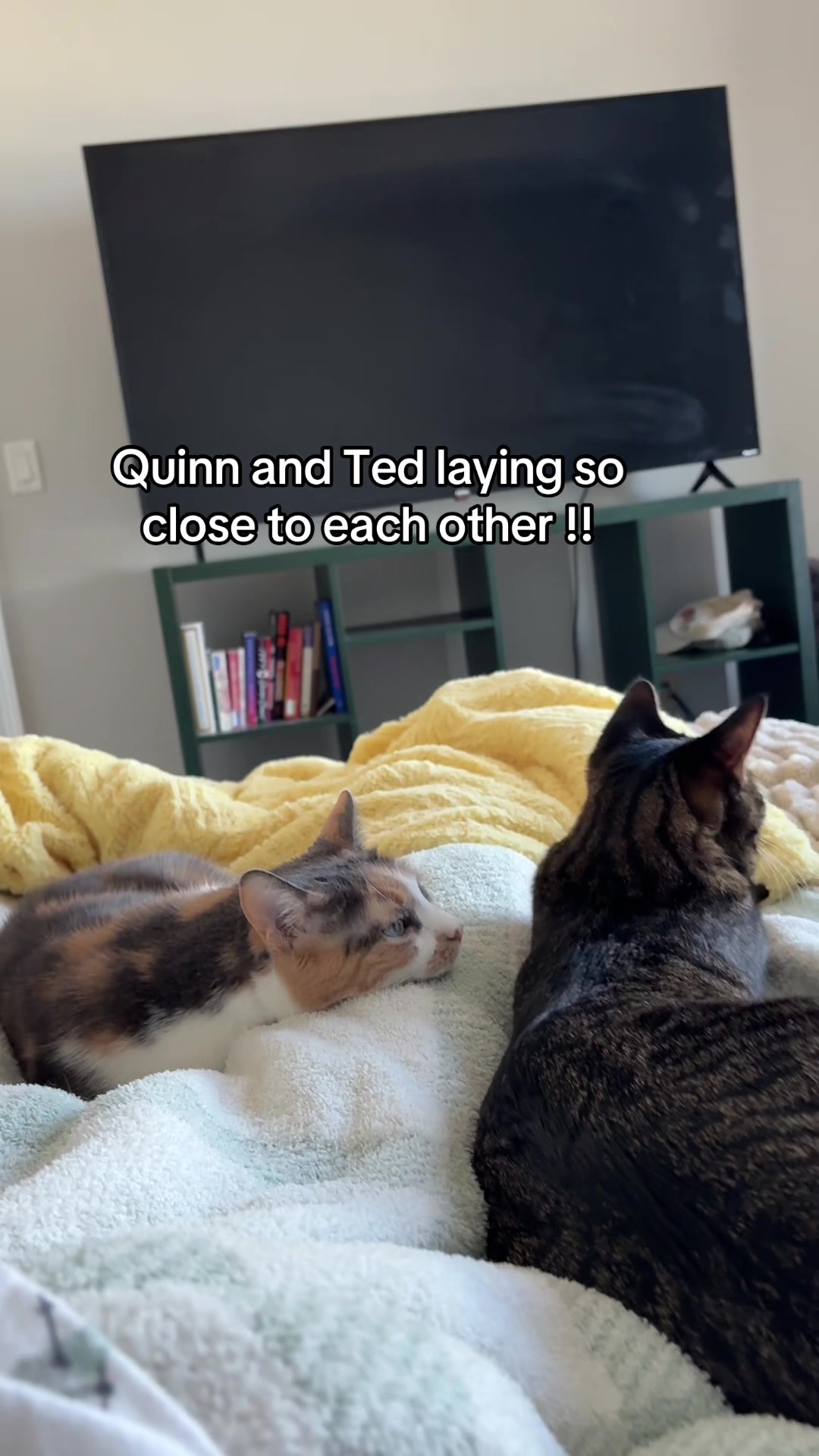@Quinn The Calico