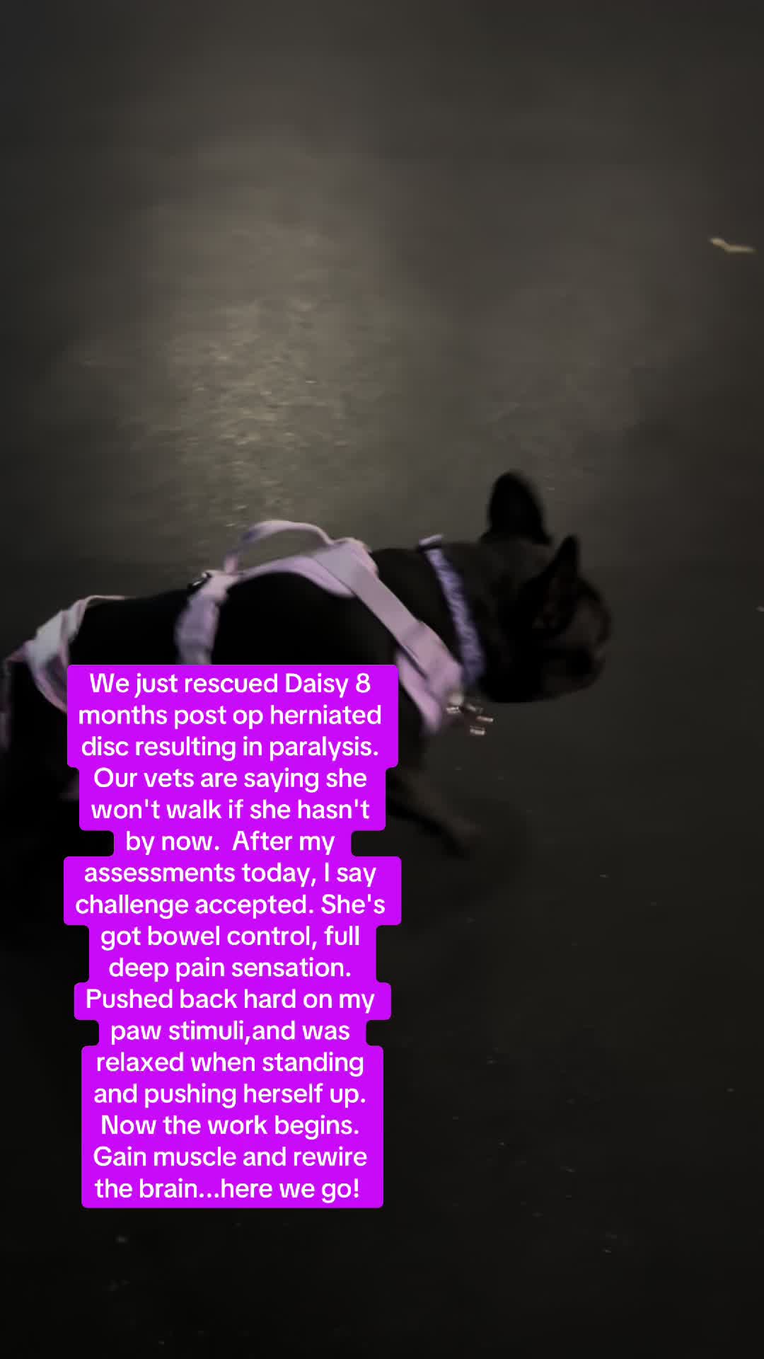 @dogmom76