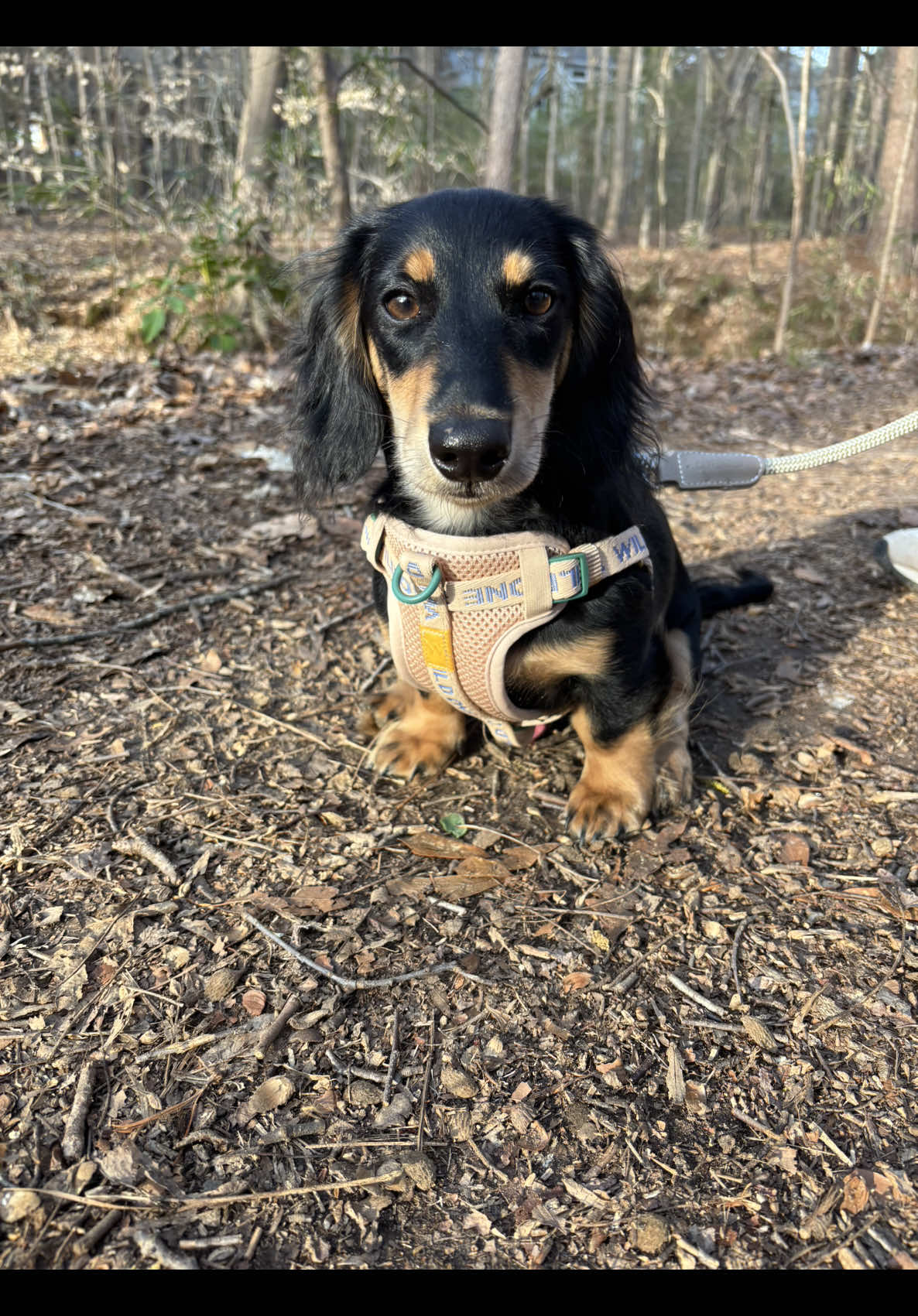 @Eppe | Mini Dachshund