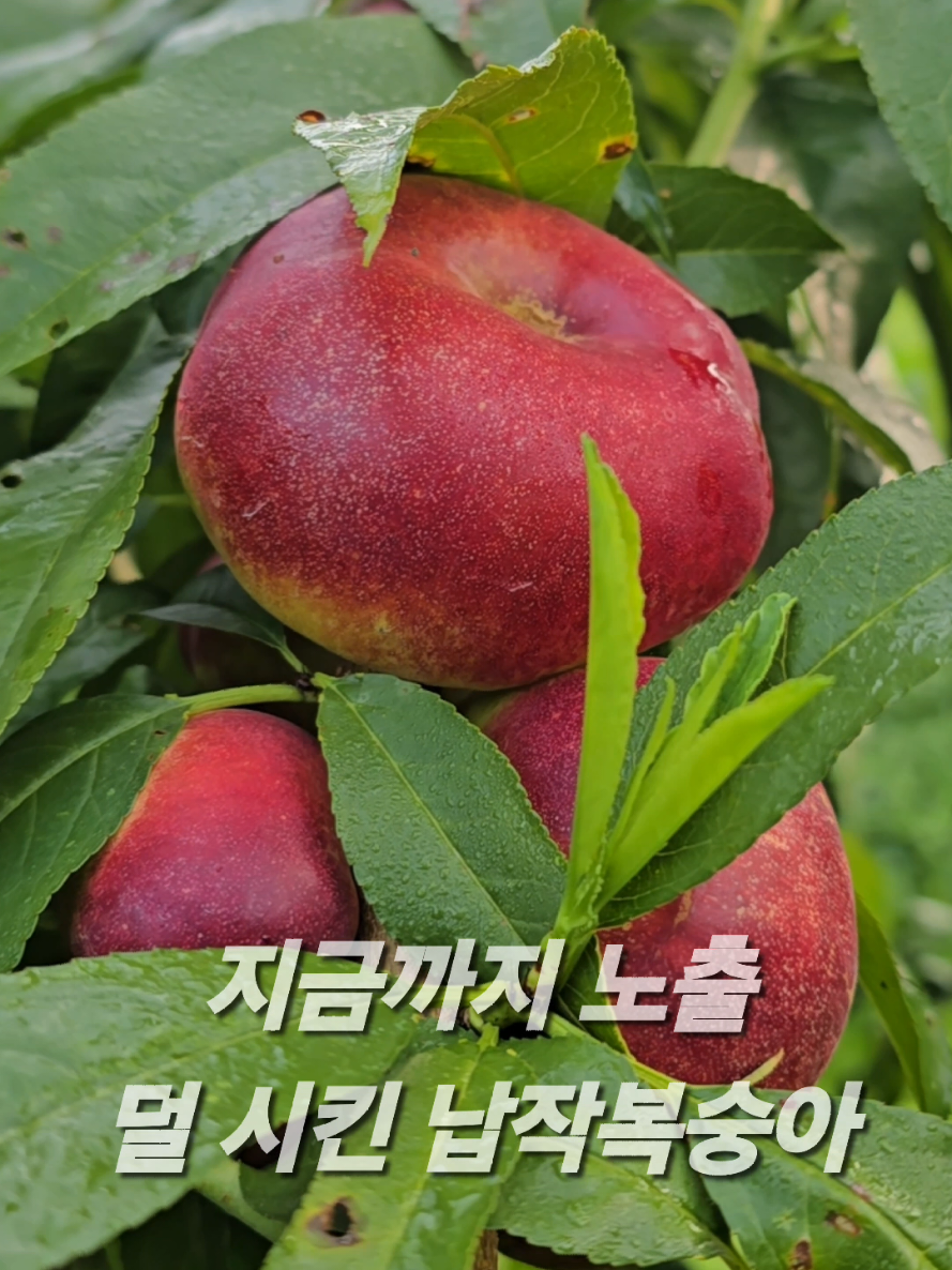 @유튜브 윤파머 납작복숭아