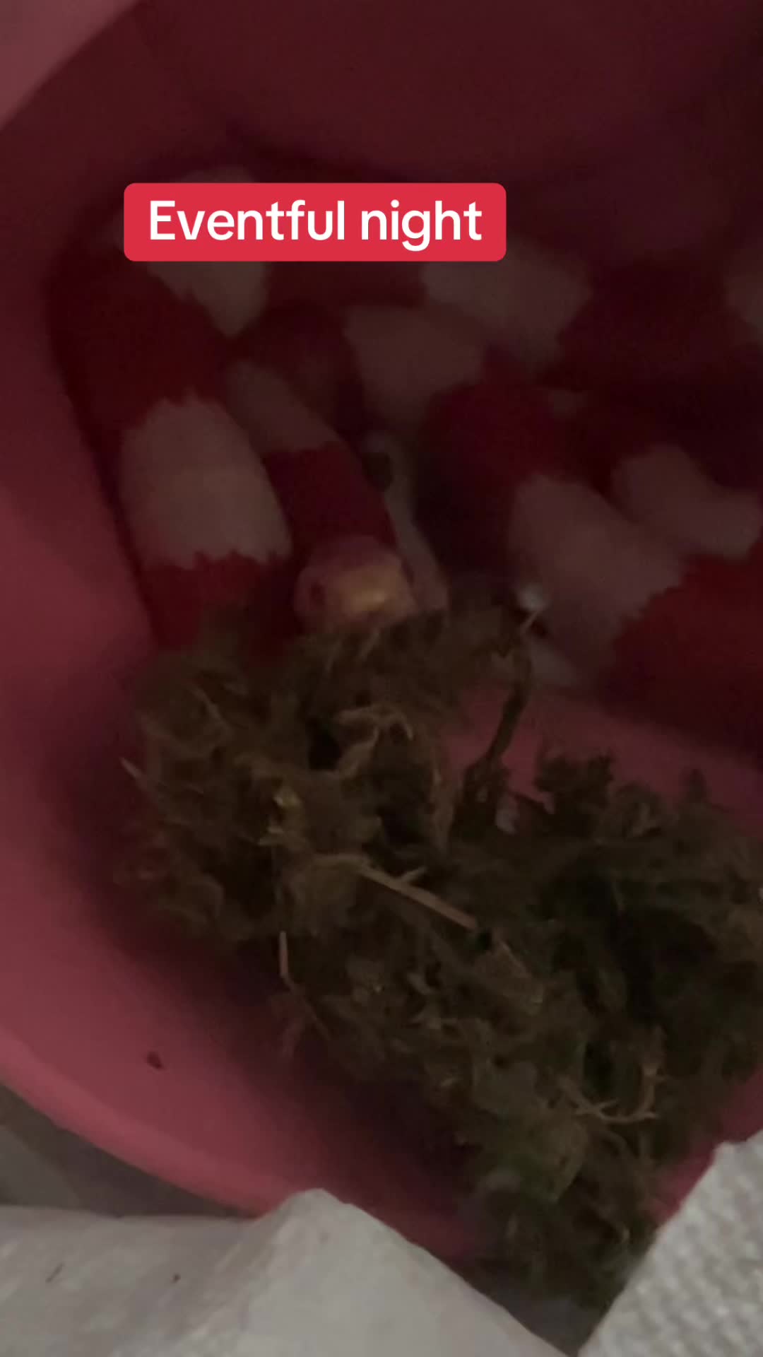 @snake._.tales