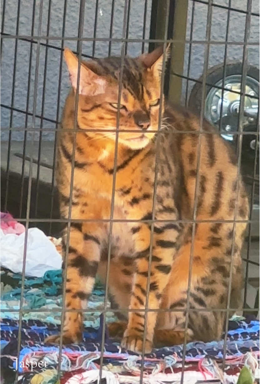 @Jasper🐆Bella🐆Safari🐆