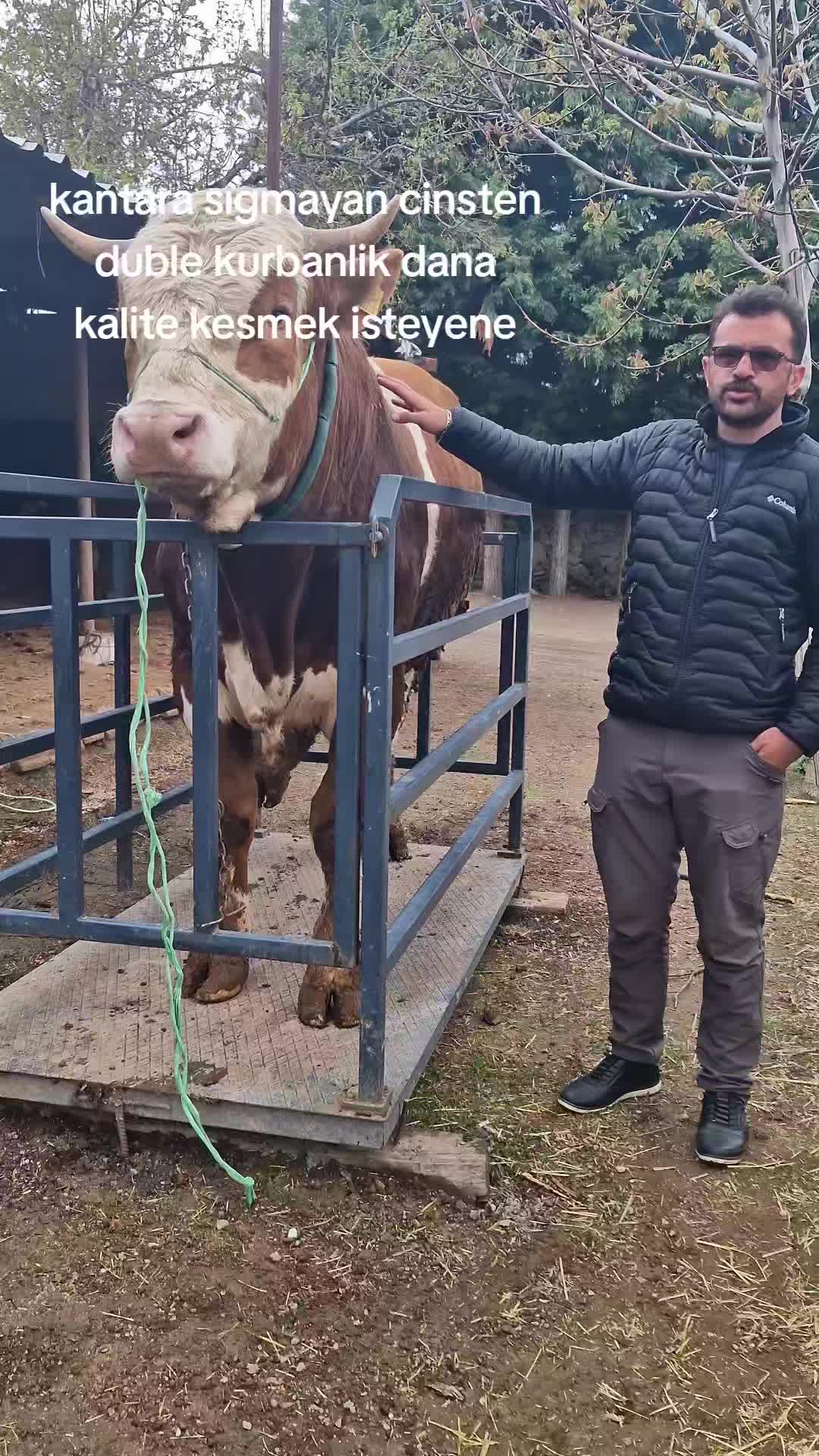 @Mikail Gülsoy