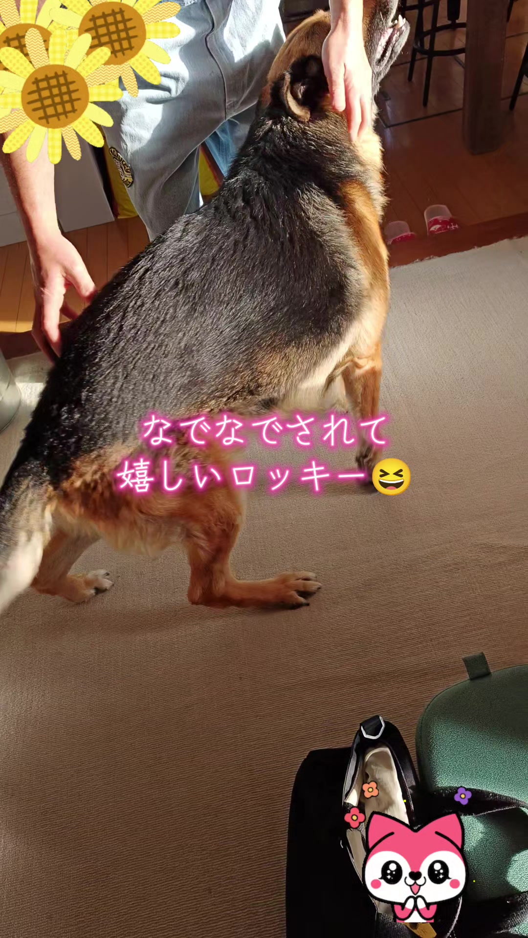 @ANIMAL♡M