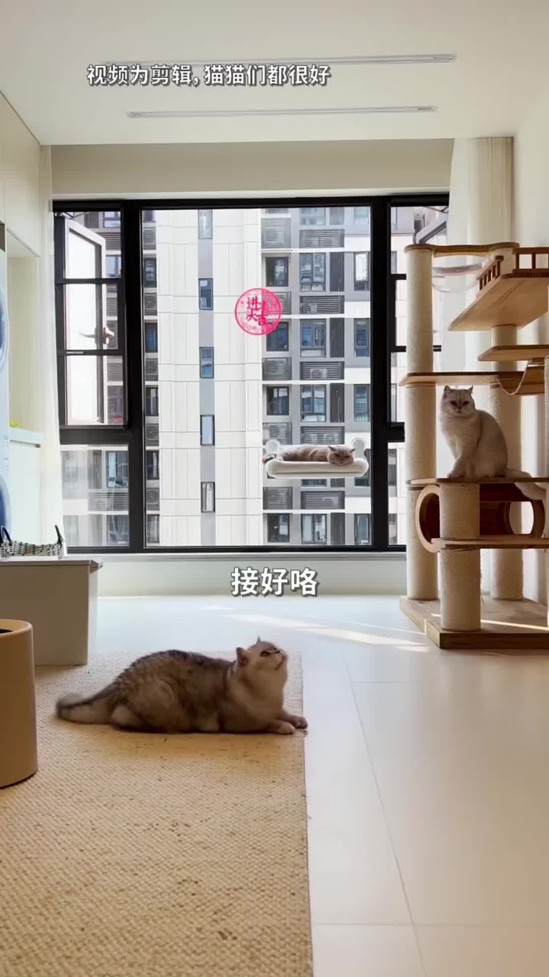 @🤣Cute Funny Pets🤣
