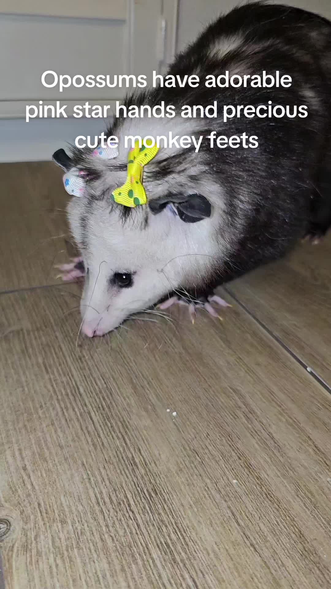 @OPOSSUMDAWGMOM