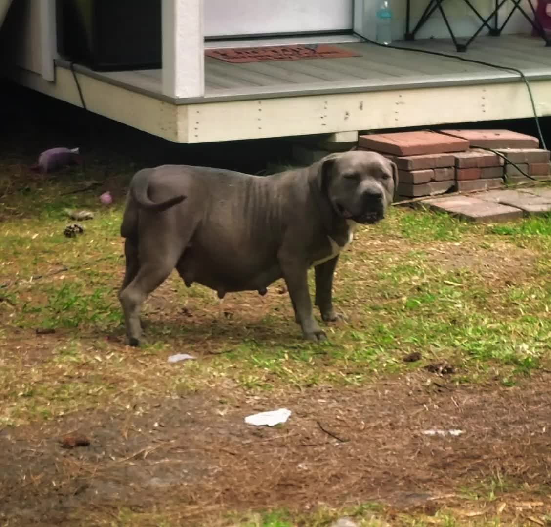 @HACHIKO LINE Bully Kennel