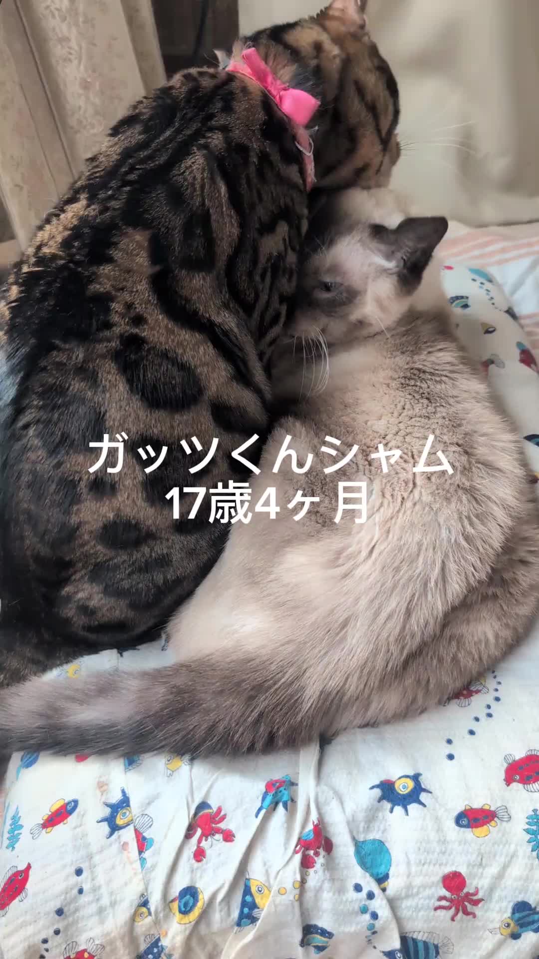 @すいぬこ😻