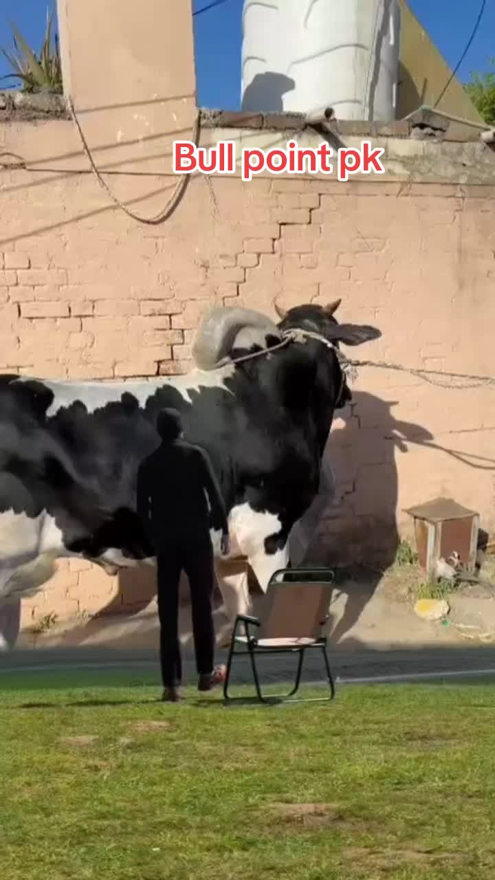 @Bullpointpk_official
