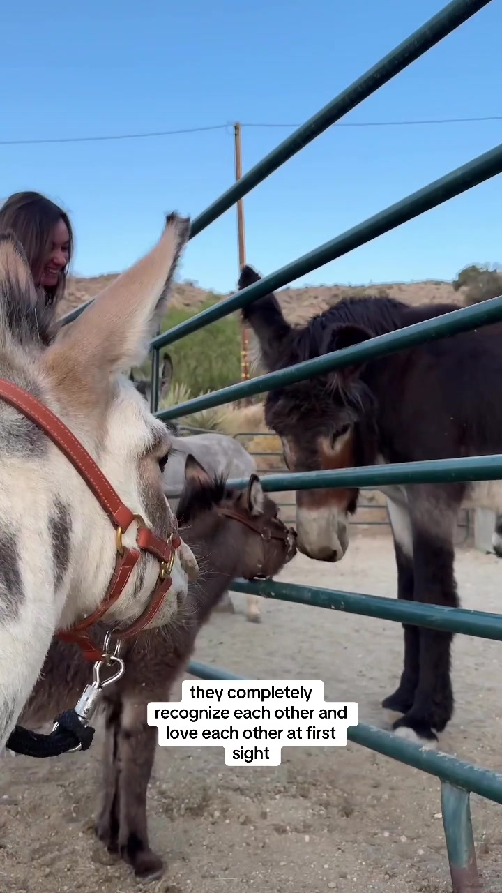 @mojaveminidonkeys