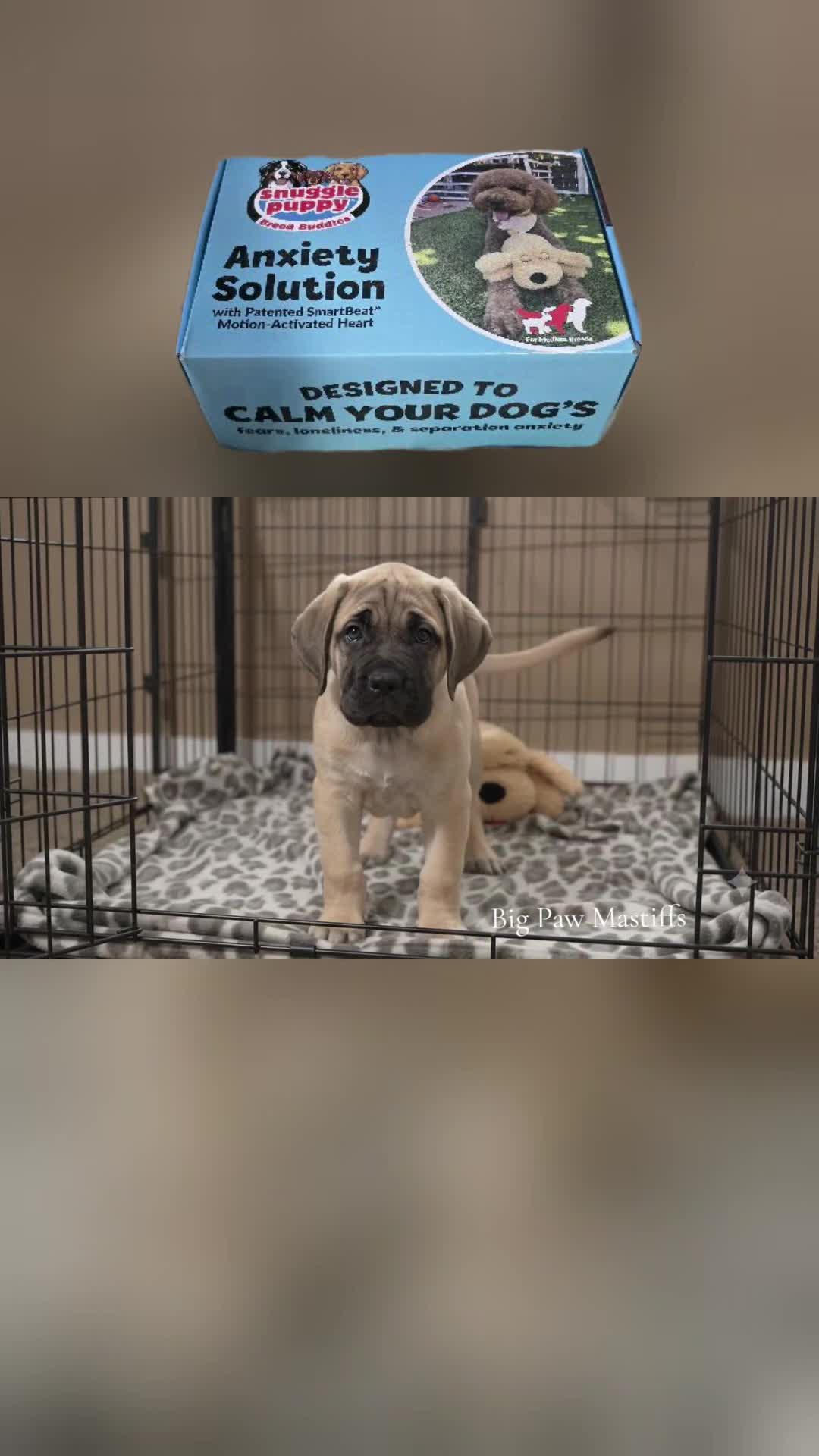 @Big Paw Mastiffs