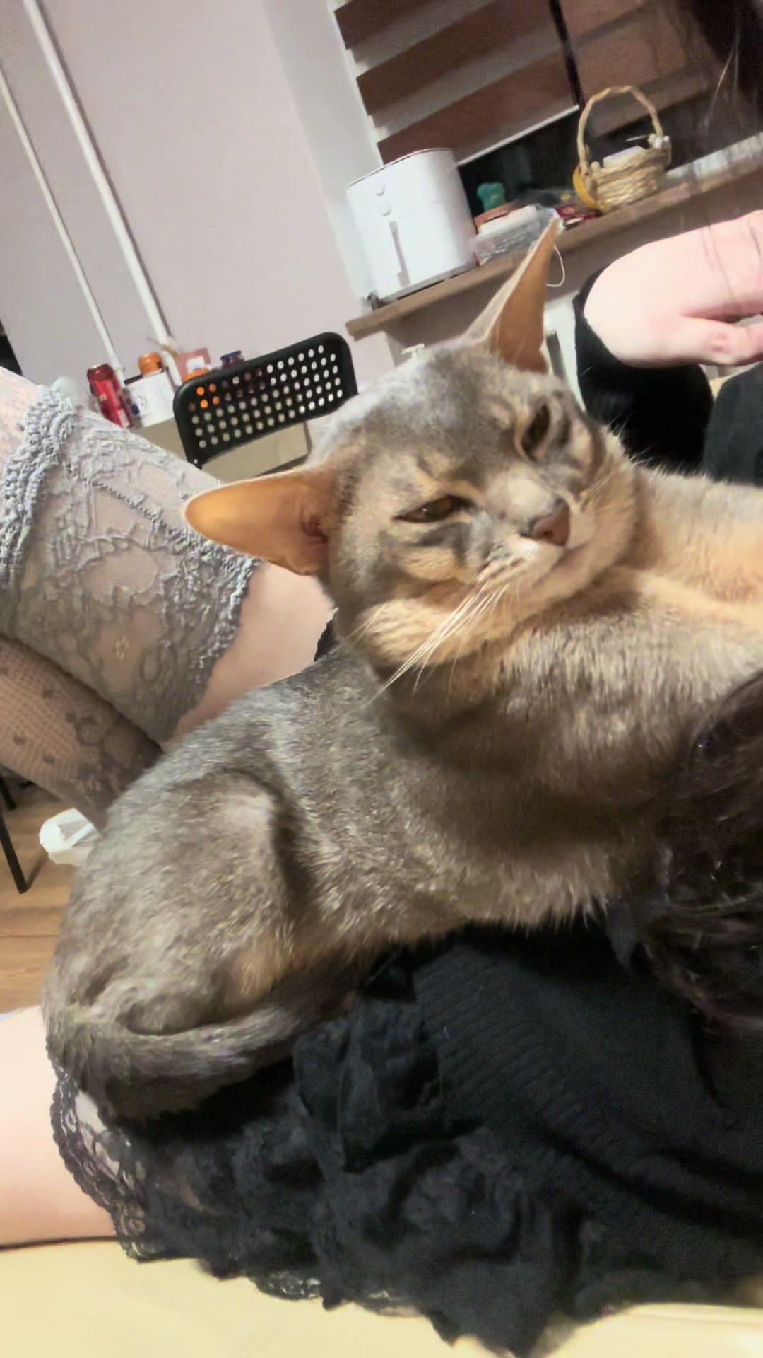 @whosaidmeow