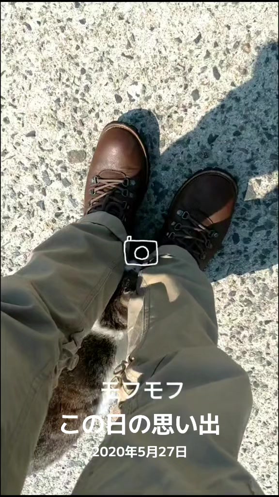 @猫写真家 森永健一
