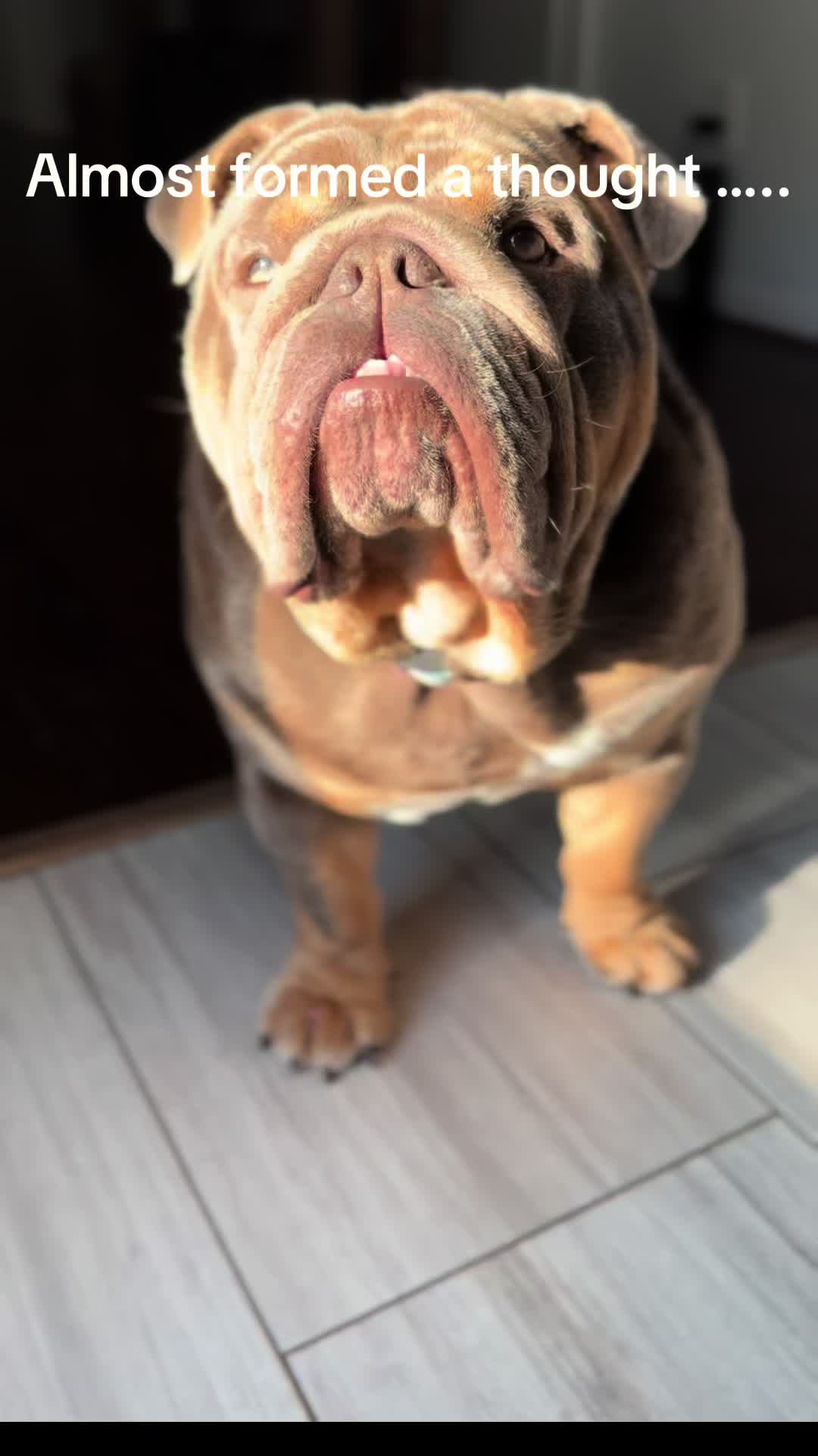 @RawlsTheBulldog