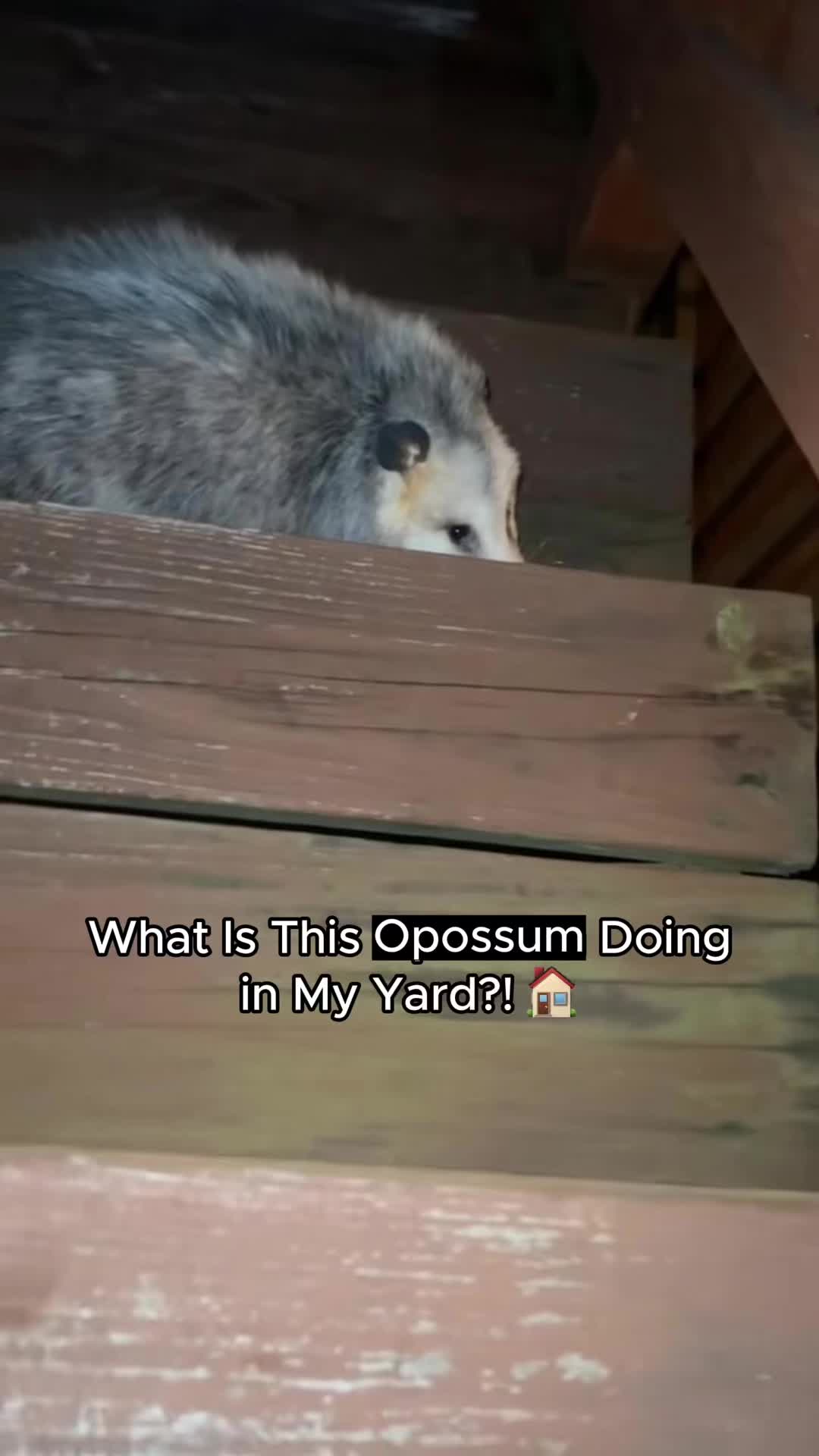 @petsoftiktok