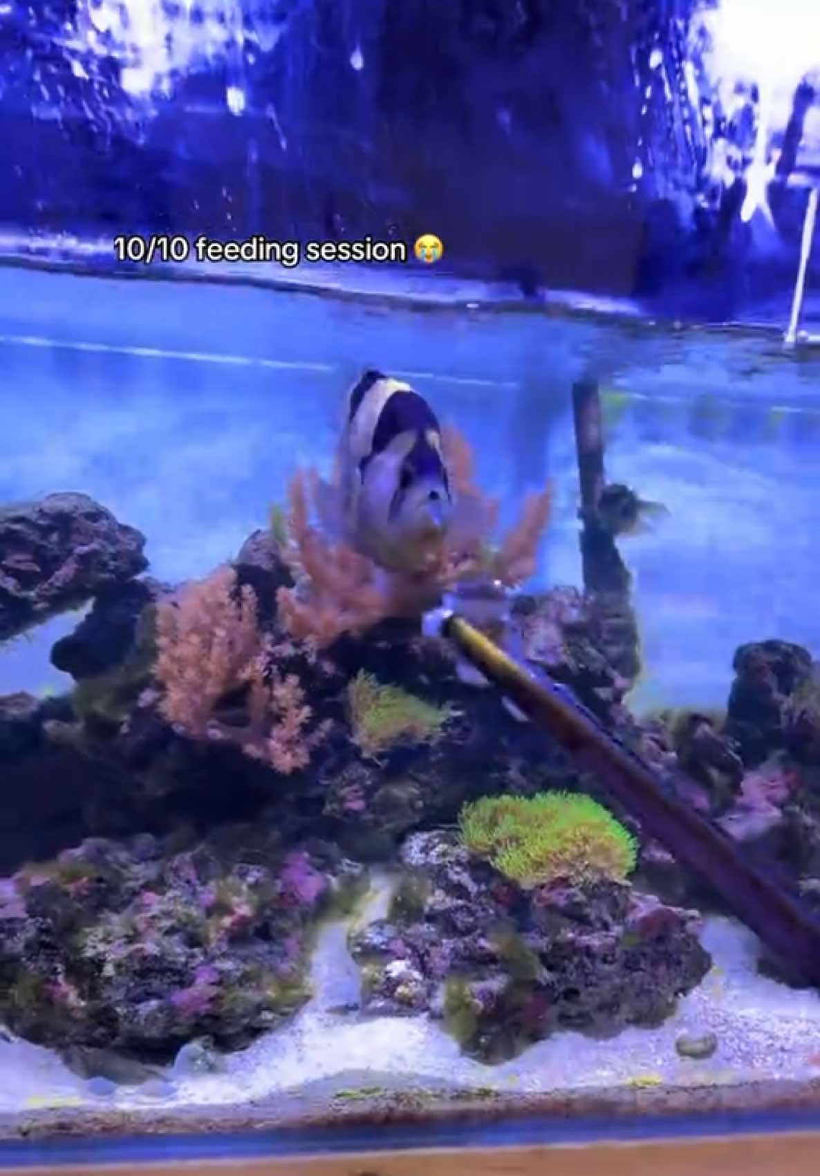 @ReefSync