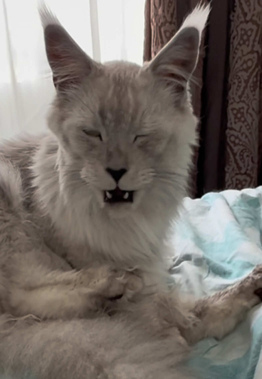 @Maine Coons | Ted & Kissa