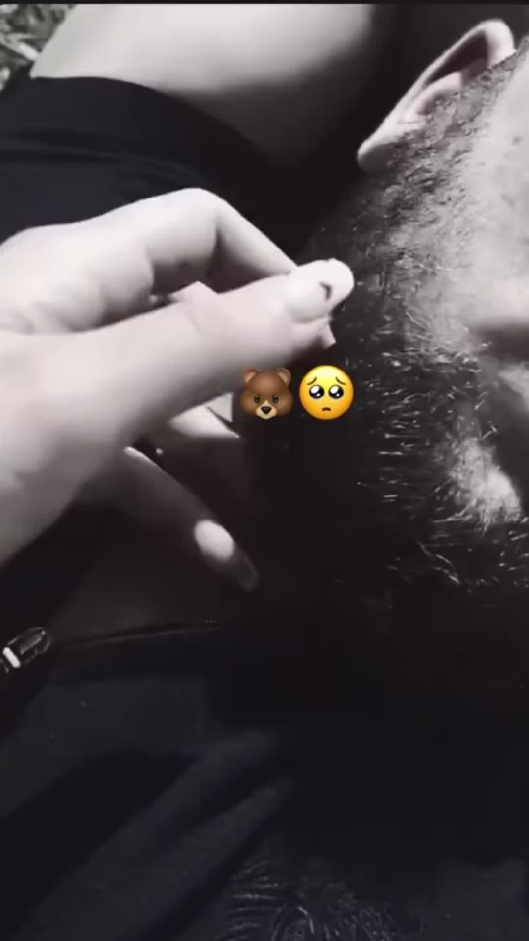 @🧸 🖤🐻
