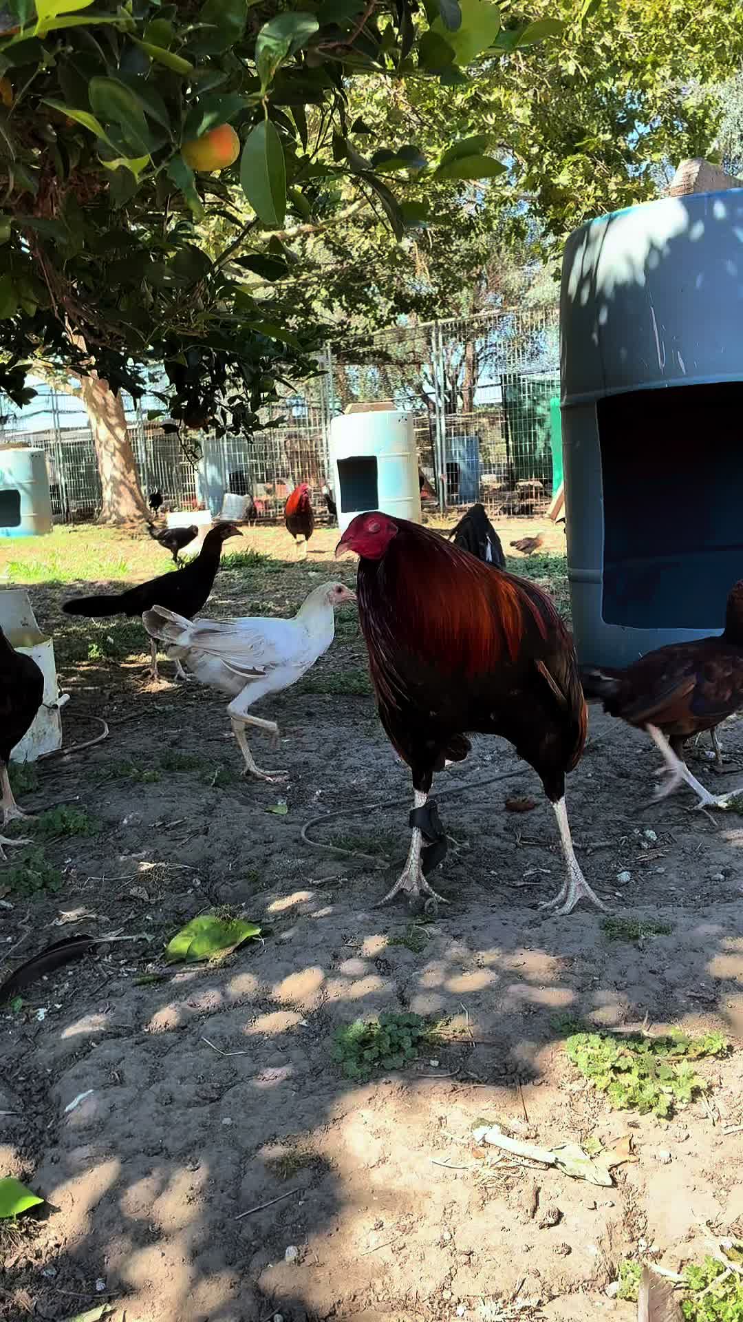 @Rancho_Ramirez209
