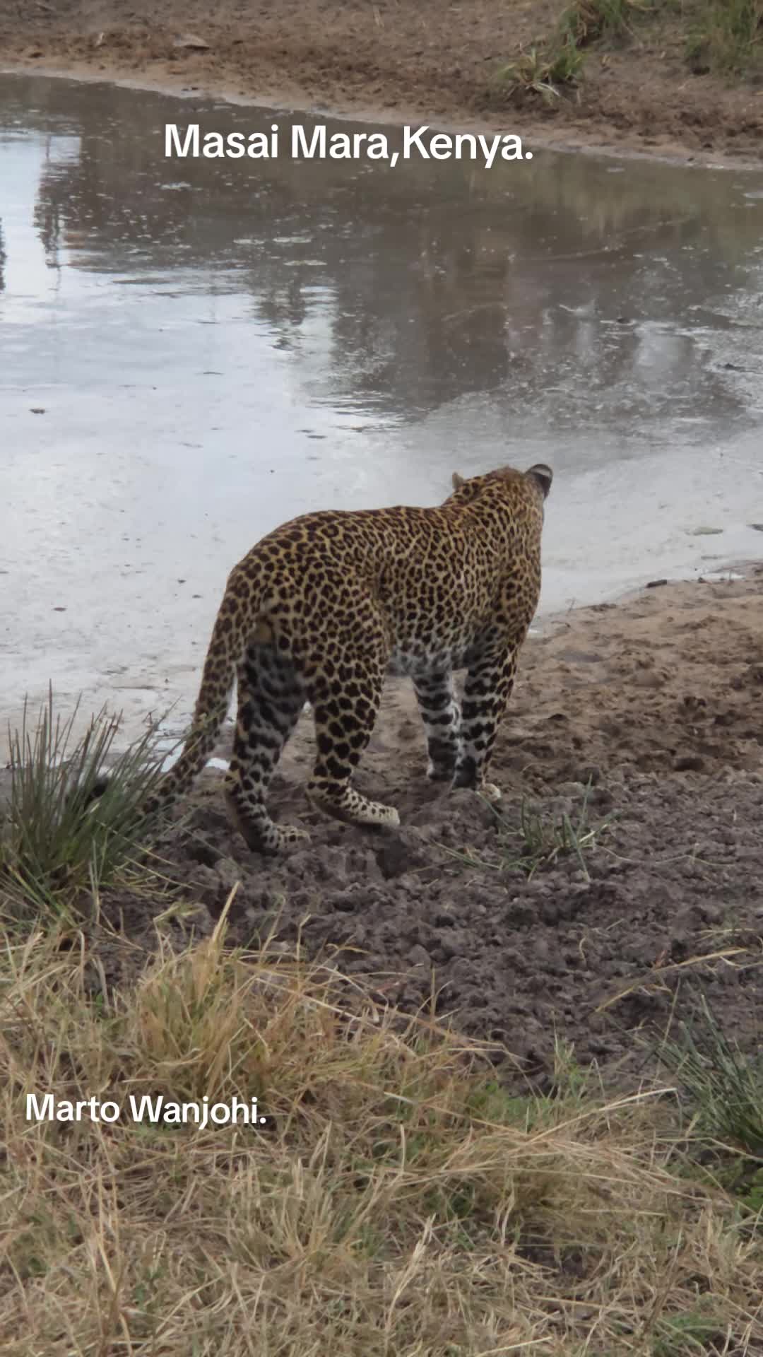 @Safaris with Marto Wanjohi.