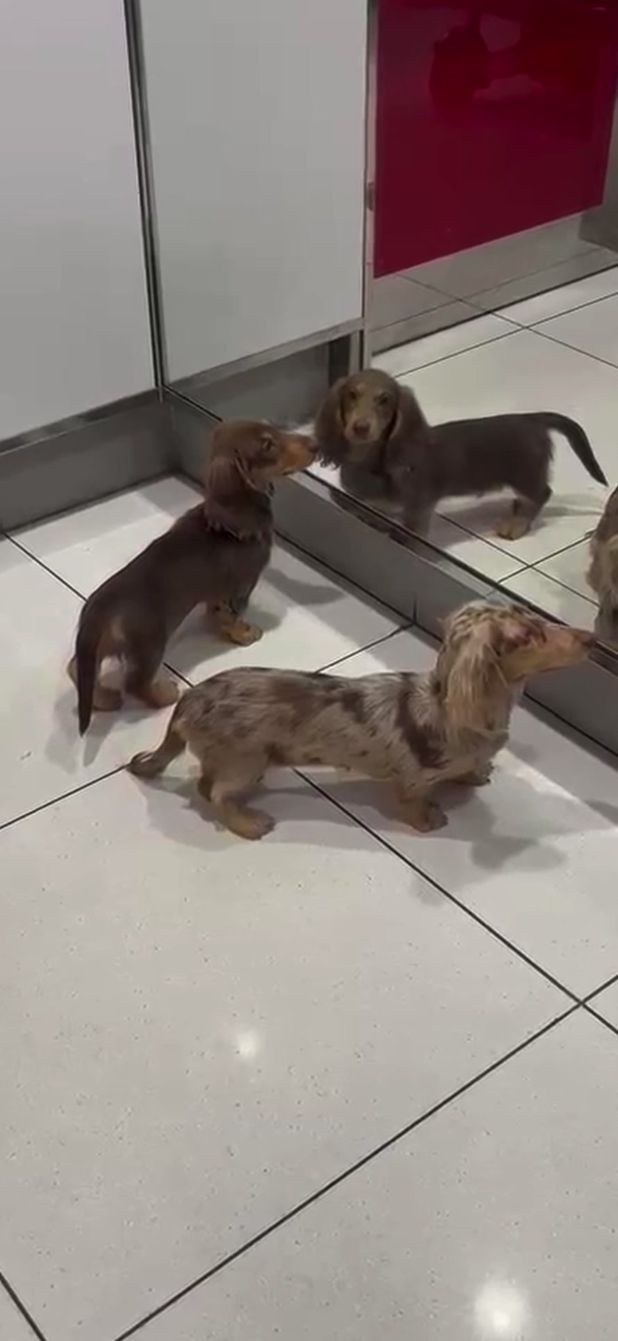 @Charisma Dachshunds