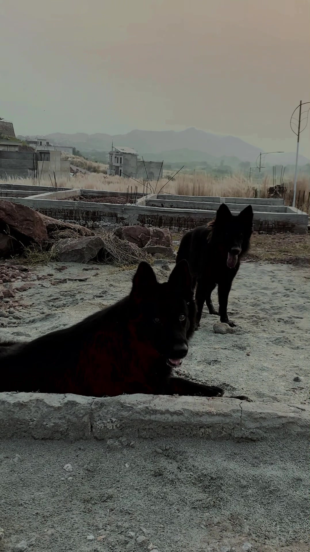 @Black German Shepherd😈