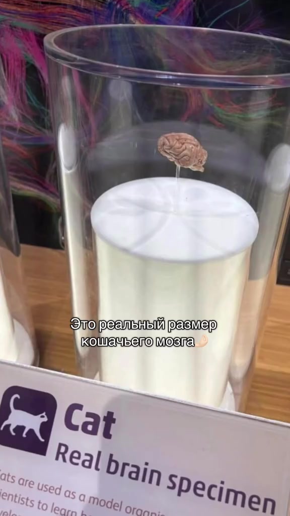 @kiloded