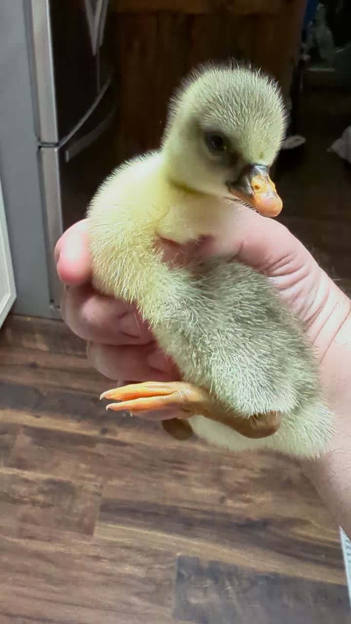 @FiveLiterDave