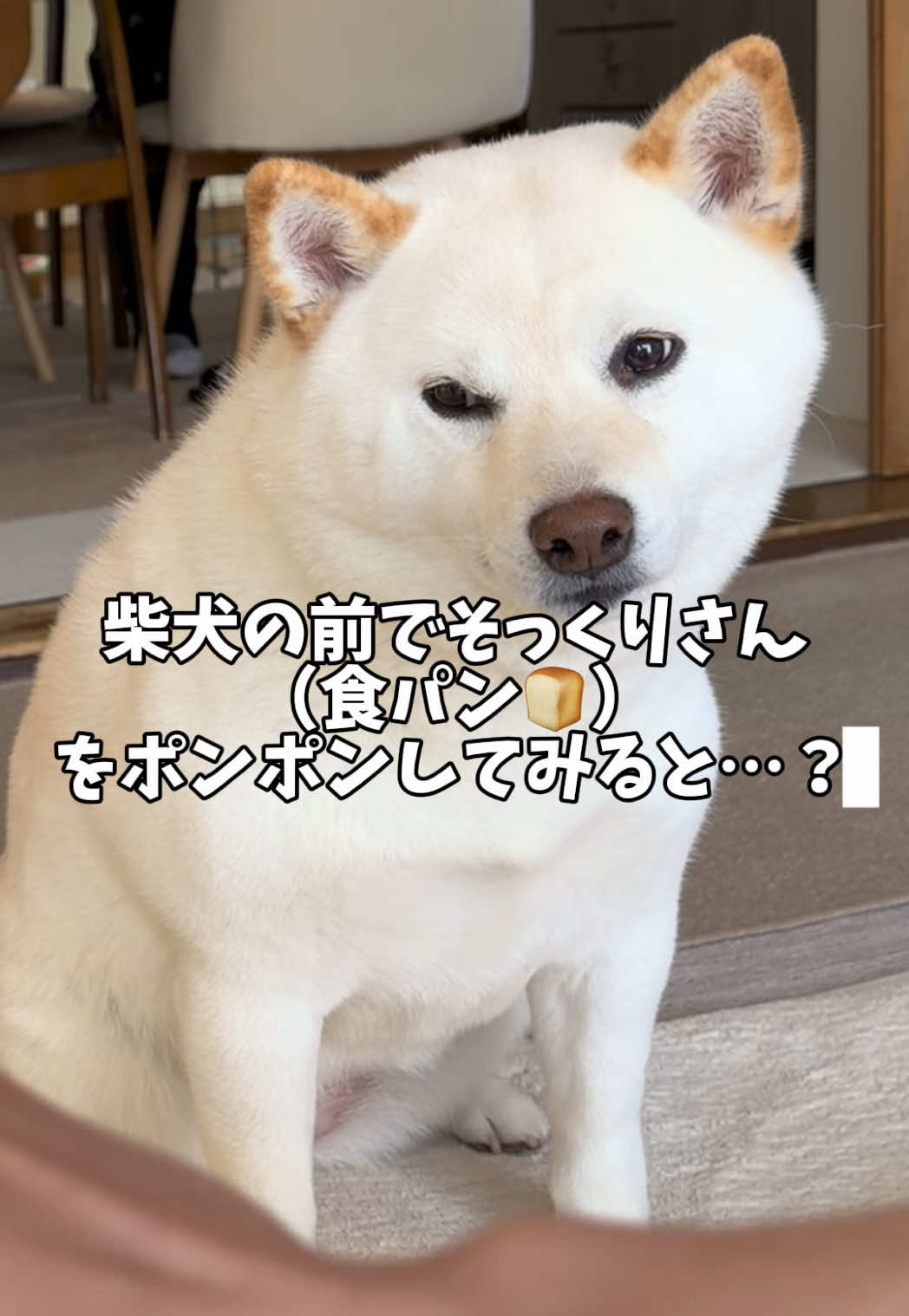 @白柴犬はる🌸