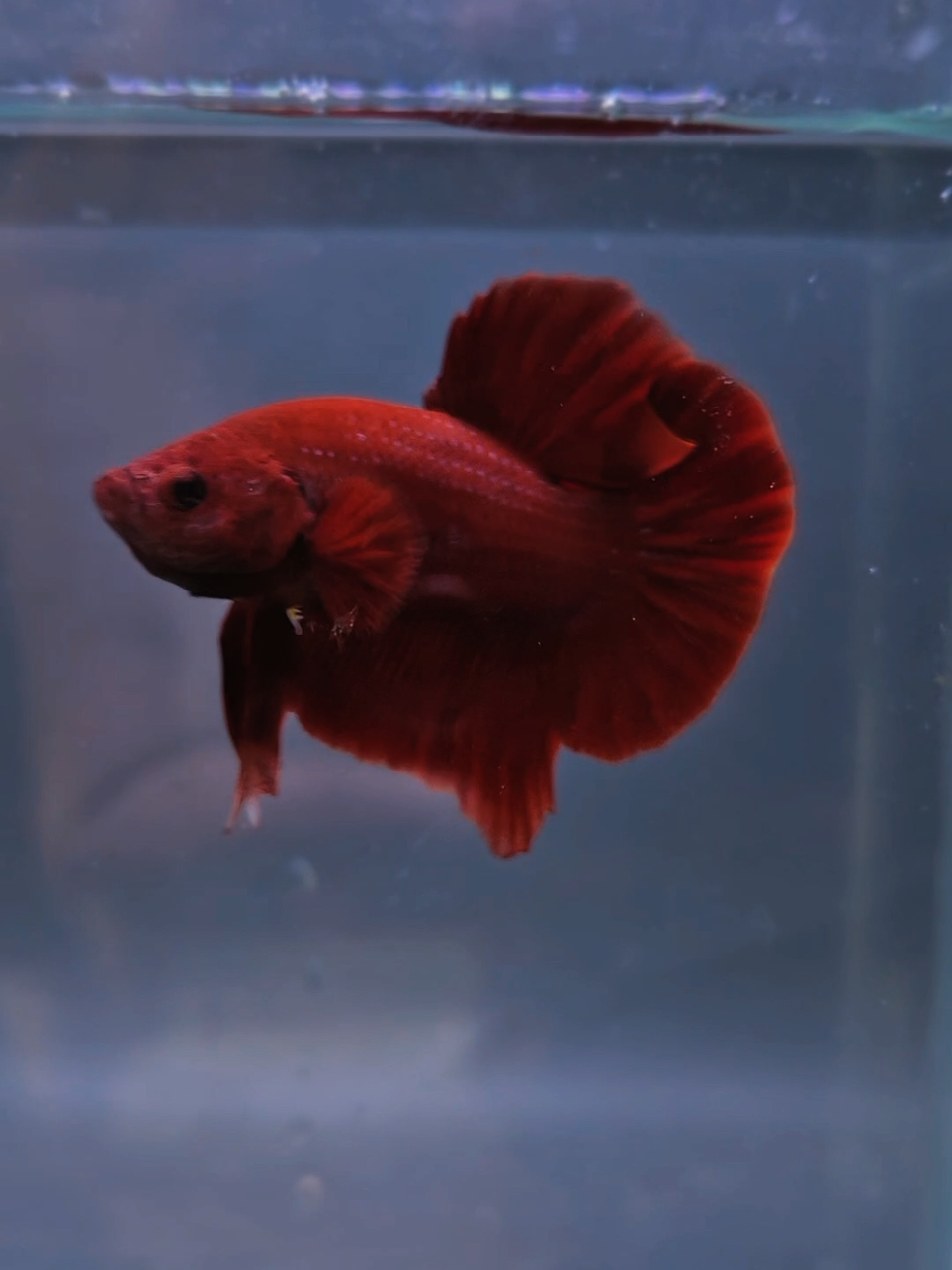@Sakana Betta Batam