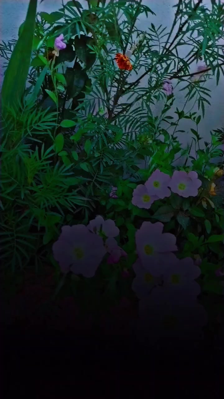 @نـ  ـــونـ  ــــە🕊️🤍