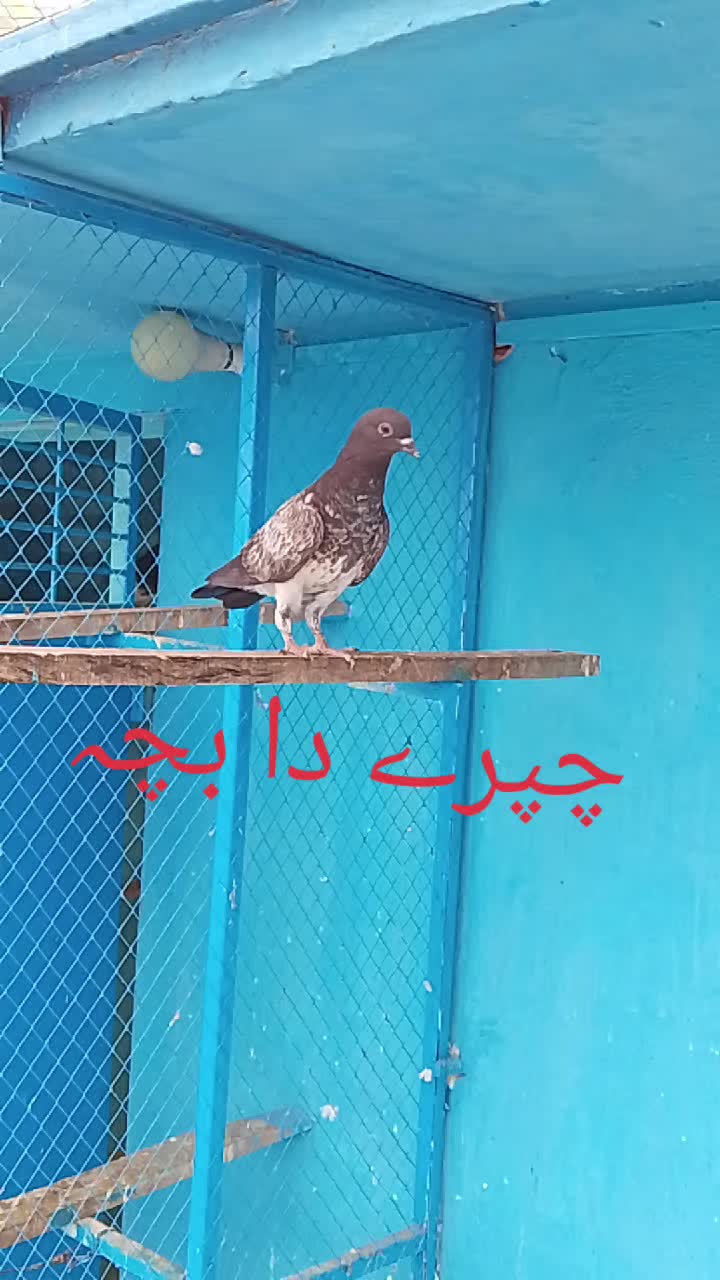 @waqarsulehri555