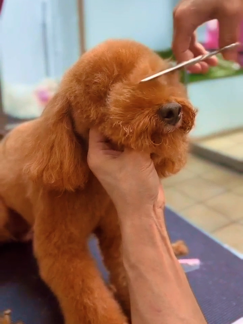 @Petness_Wandererhub