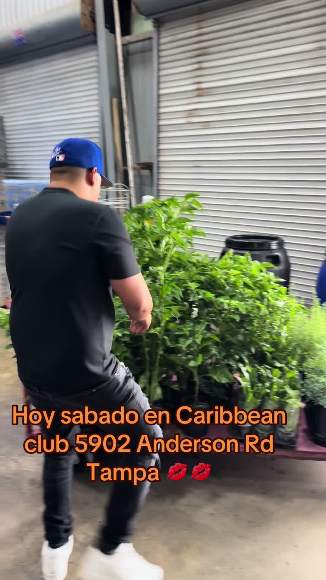 @Ellocodecaribbeam