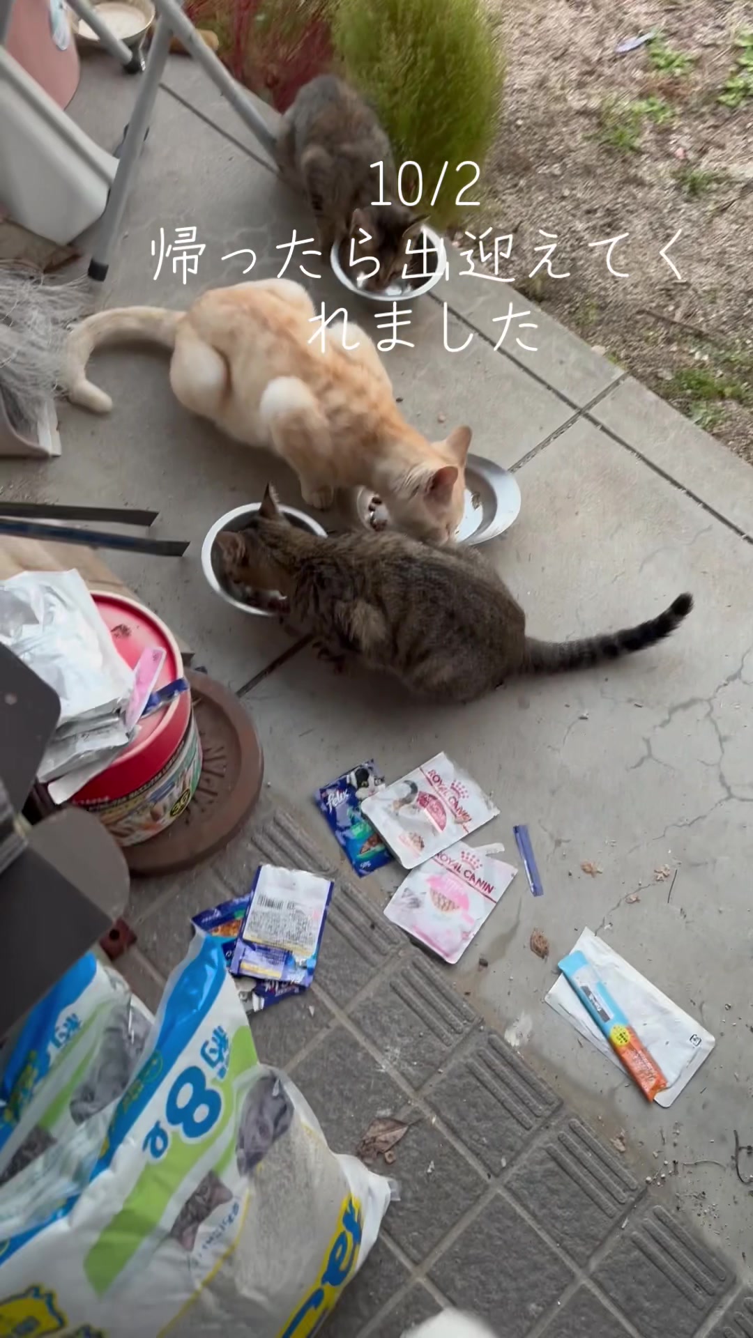 @とのひかる🐾🐈🐈⬛🐾