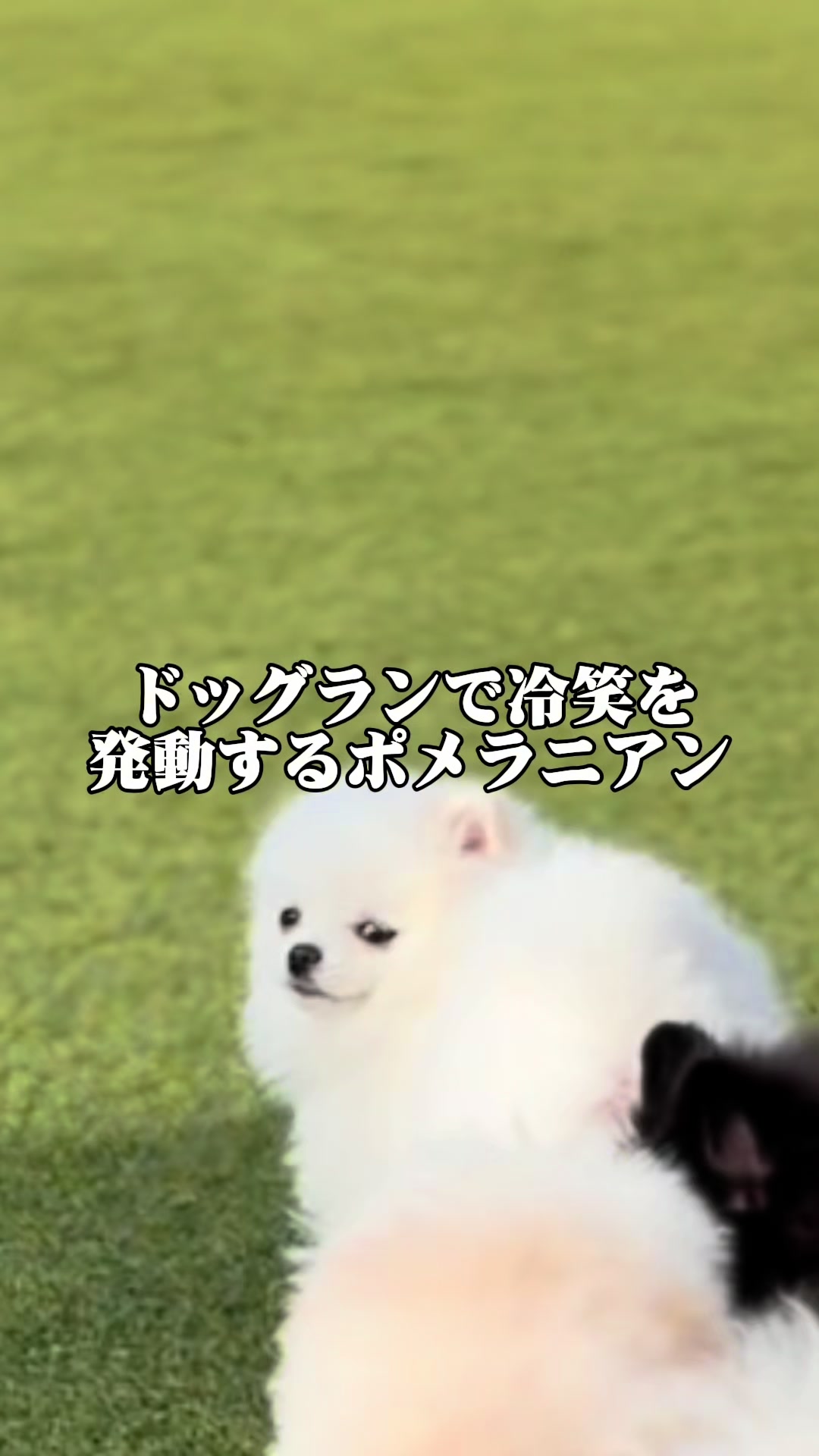 @ポメラニアンのミル🍼