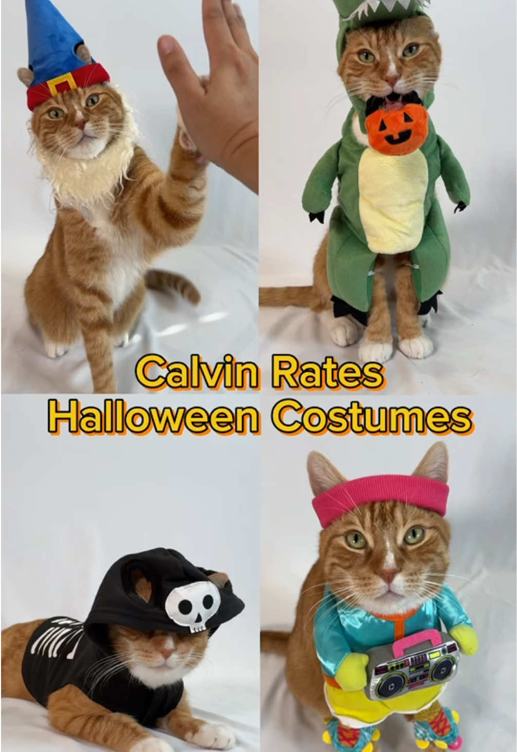 @catnamedcalvin