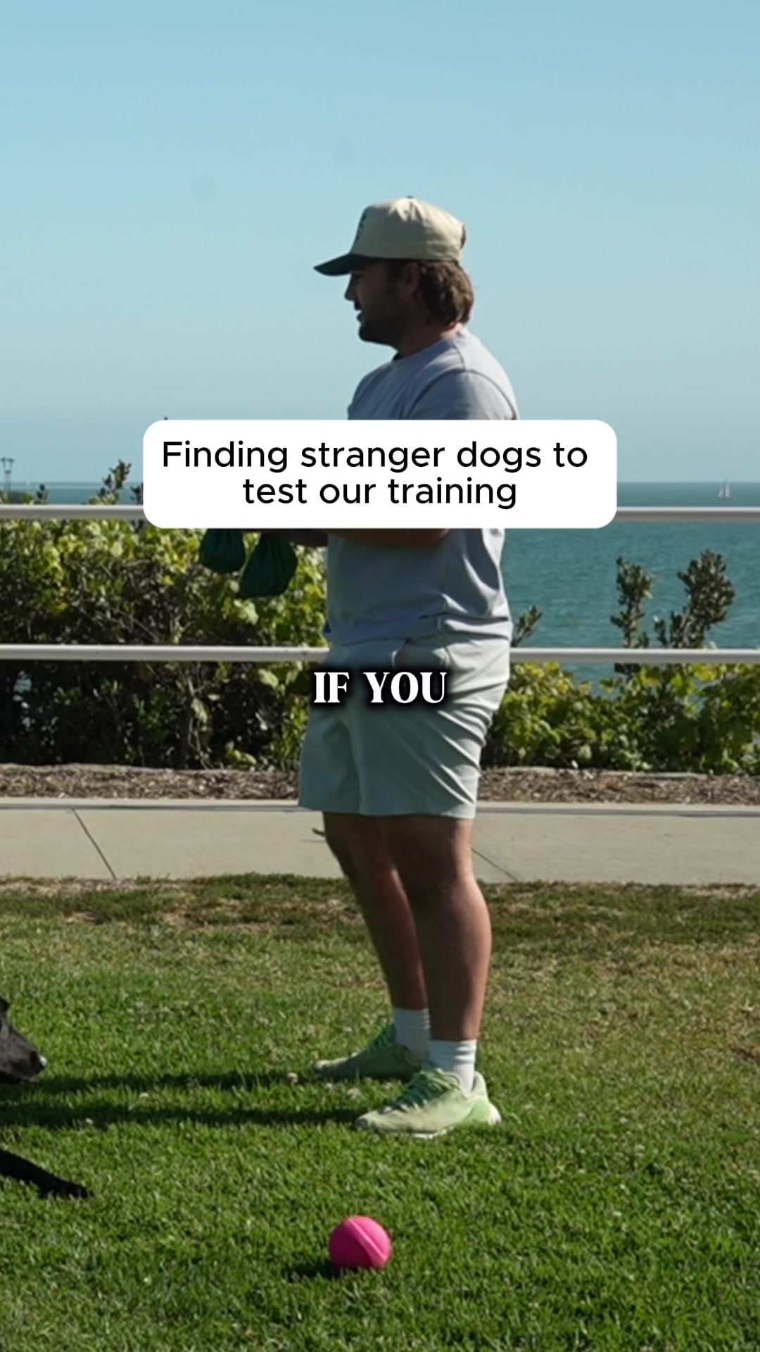 @forthedogs