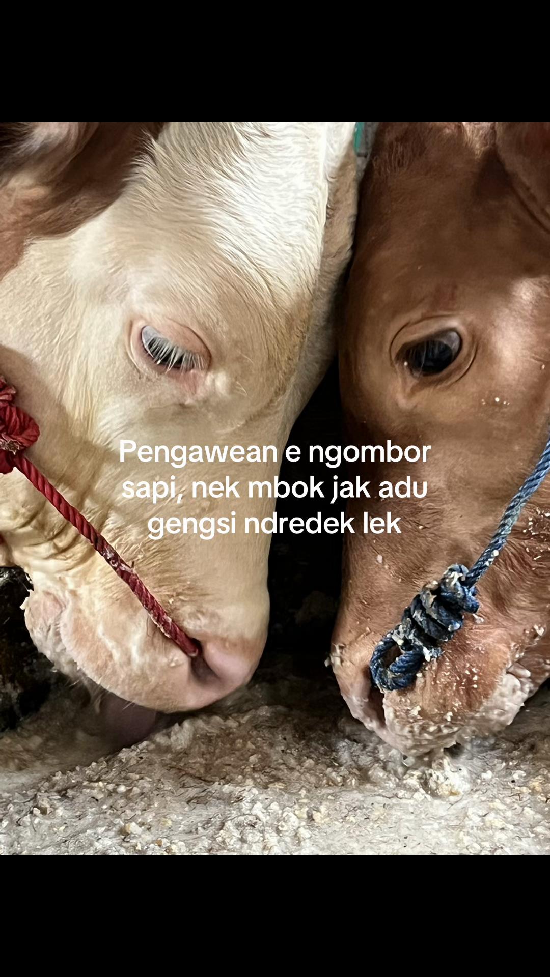 @Diah ayu komalasari