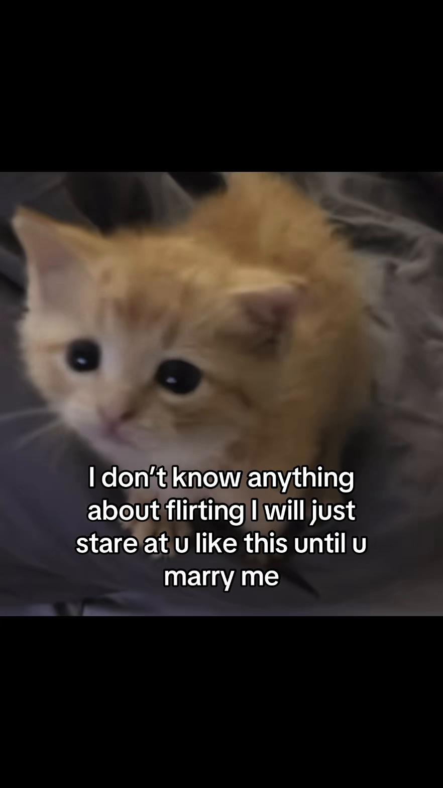 @LavanderCat